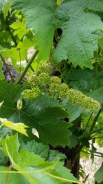 Grapevine showing bloom stage