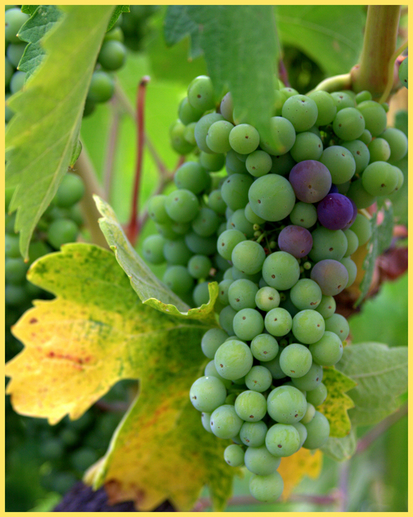 Mother Clone Zinfandel verasion