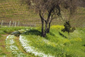 IMG_9253 road to spring.jpg